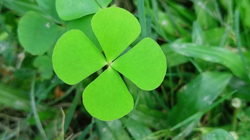four-leaf-clover